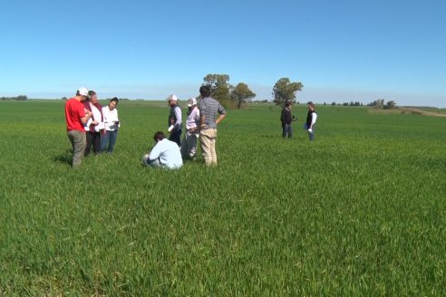 Ensayo de Trigo - Coop.Agric.Mixta La Protectora Ltda. - Colonia La Buena Vista, Dpto Gualeguay