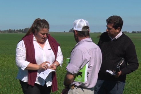 Ensayo de Trigo - Coop.Agric.Mixta La Protectora Ltda. - Colonia La Buena Vista, Dpto Gualeguay