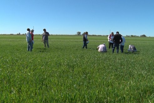 Ensayo de Trigo - Coop.Agric.Mixta La Protectora Ltda. - Colonia La Buena Vista, Dpto Gualeguay