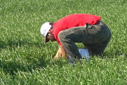 Ensayo de Trigo - Coop.Agric.Mixta La Protectora Ltda. - Colonia La Buena Vista, Dpto Gualeguay