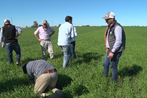 Ensayo de Trigo - Coop.Agric.Mixta La Protectora Ltda. - Colonia La Buena Vista, Dpto Gualeguay