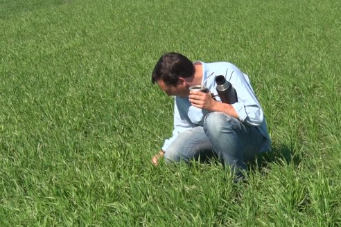 Ensayo de Trigo - Coop.Agric.Mixta La Protectora Ltda. - Colonia La Buena Vista, Dpto Gualeguay