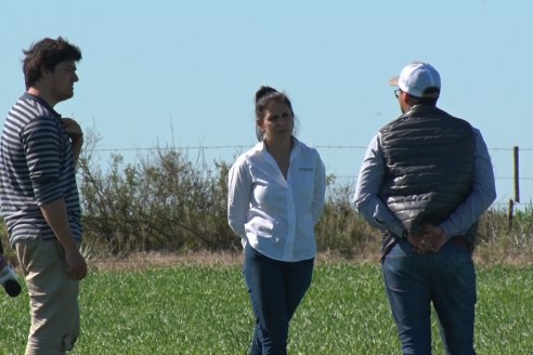 Ensayo de Trigo - Coop.Agric.Mixta La Protectora Ltda. - Colonia La Buena Vista, Dpto Gualeguay