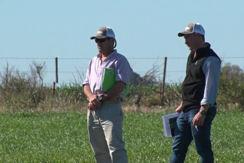 Ensayo de Trigo - Coop.Agric.Mixta La Protectora Ltda. - Colonia La Buena Vista, Dpto Gualeguay