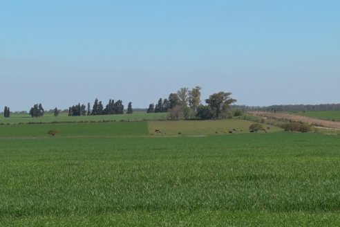 Ensayo de Trigo - Coop.Agric.Mixta La Protectora Ltda. - Colonia La Buena Vista, Dpto Gualeguay