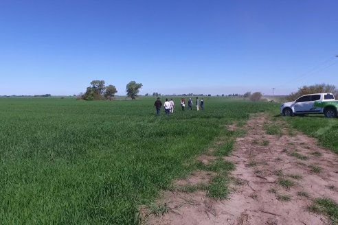 Ensayo de Trigo - Coop.Agric.Mixta La Protectora Ltda. - Colonia La Buena Vista, Dpto Gualeguay