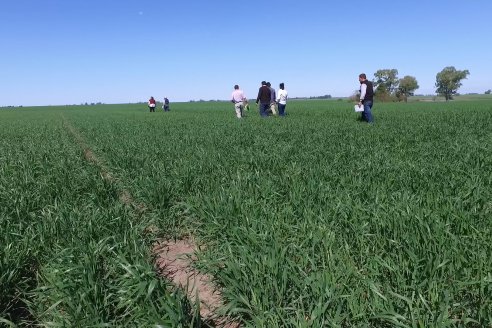 Ensayo de Trigo - Coop.Agric.Mixta La Protectora Ltda. - Colonia La Buena Vista, Dpto Gualeguay