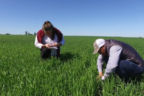 Ensayo de Trigo - Coop.Agric.Mixta La Protectora Ltda. - Colonia La Buena Vista, Dpto Gualeguay