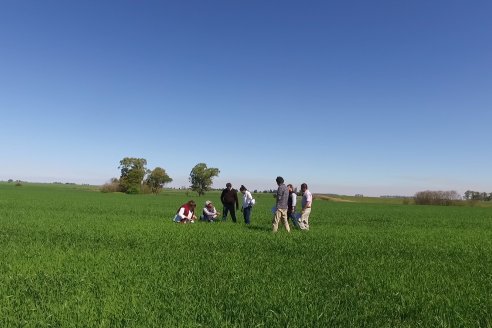 Ensayo de Trigo - Coop.Agric.Mixta La Protectora Ltda. - Colonia La Buena Vista, Dpto Gualeguay