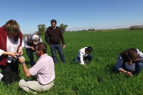 Ensayo de Trigo - Coop.Agric.Mixta La Protectora Ltda. - Colonia La Buena Vista, Dpto Gualeguay