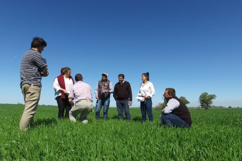 Ensayo de Trigo - Coop.Agric.Mixta La Protectora Ltda. - Colonia La Buena Vista, Dpto Gualeguay