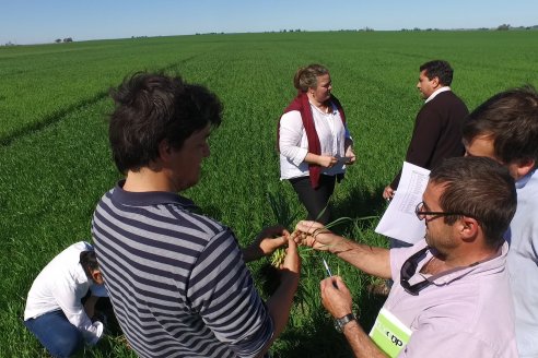 Ensayo de Trigo - Coop.Agric.Mixta La Protectora Ltda. - Colonia La Buena Vista, Dpto Gualeguay