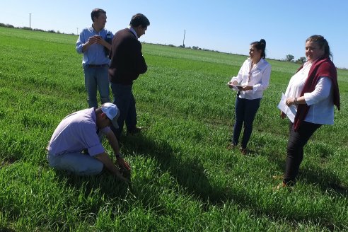 Ensayo de Trigo - Coop.Agric.Mixta La Protectora Ltda. - Colonia La Buena Vista, Dpto Gualeguay