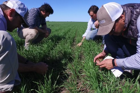 Ensayo de Trigo - Coop.Agric.Mixta La Protectora Ltda. - Colonia La Buena Vista, Dpto Gualeguay