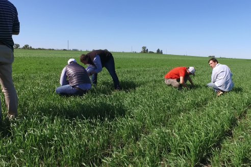 Ensayo de Trigo - Coop.Agric.Mixta La Protectora Ltda. - Colonia La Buena Vista, Dpto Gualeguay