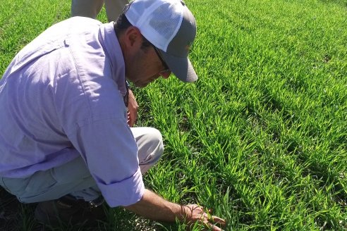 Ensayo de Trigo - Coop.Agric.Mixta La Protectora Ltda. - Colonia La Buena Vista, Dpto Gualeguay