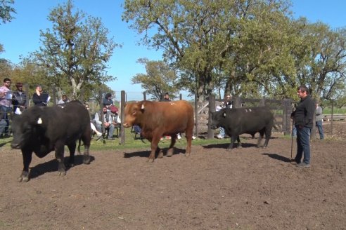 3ra.Jura Fenotípica de la 6ta. Prueba Pastoril Angus del Litoral - Estancia San Esteban - Ramirez, Entre Ríos