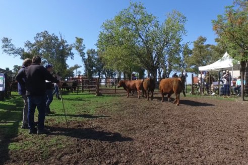 3ra.Jura Fenotípica de la 6ta. Prueba Pastoril Angus del Litoral - Estancia San Esteban - Ramirez, Entre Ríos