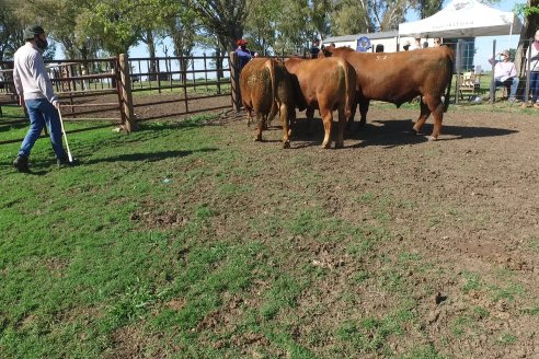 3ra.Jura Fenotípica de la 6ta. Prueba Pastoril Angus del Litoral - Estancia San Esteban - Ramirez, Entre Ríos