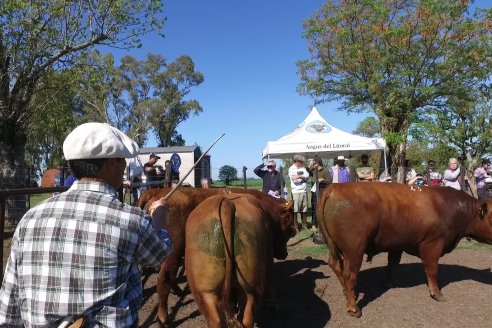 3ra.Jura Fenotípica de la 6ta. Prueba Pastoril Angus del Litoral - Estancia San Esteban - Ramirez, Entre Ríos