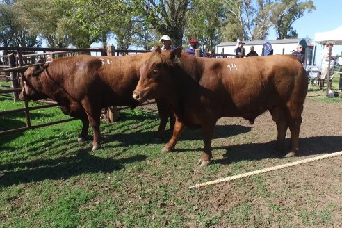 3ra.Jura Fenotípica de la 6ta. Prueba Pastoril Angus del Litoral - Estancia San Esteban - Ramirez, Entre Ríos