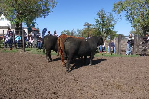 3ra.Jura Fenotípica de la 6ta. Prueba Pastoril Angus del Litoral - Estancia San Esteban - Ramirez, Entre Ríos