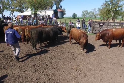 3ra.Jura Fenotípica de la 6ta. Prueba Pastoril Angus del Litoral - Estancia San Esteban - Ramirez, Entre Ríos