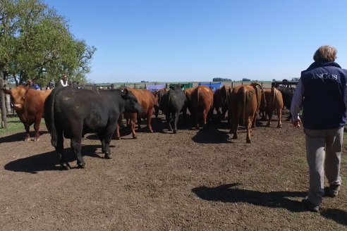 3ra.Jura Fenotípica de la 6ta. Prueba Pastoril Angus del Litoral - Estancia San Esteban - Ramirez, Entre Ríos