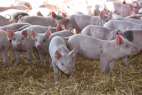 Se abre el mercado de Paraguay para carne y menudencias porcinas