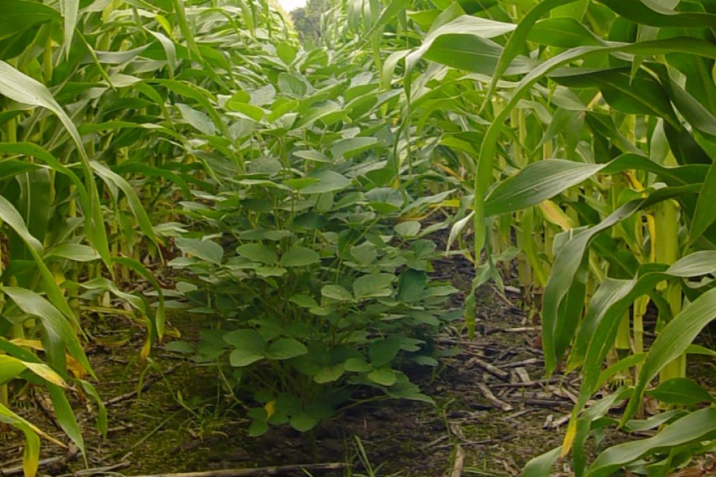 En INTA dicen que la propuesta es aún mejor en ambientes desfavorables.