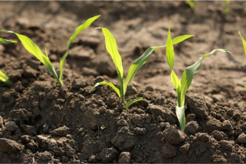 “El Breeding de Precisión es una de las transformaciones de mayor impacto en la historia de la agricultura”.