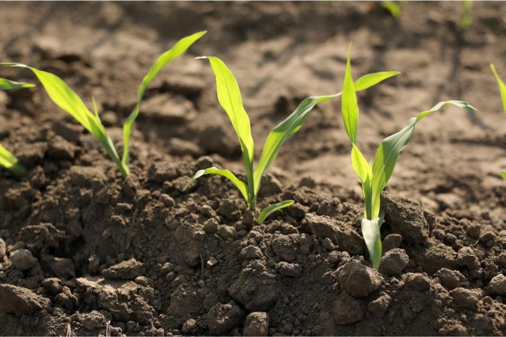 El camino de Bayer para alcanzar un sistema alimentario sostenible. El camino de Bayer para alcanzar un sistema alimentario sostenible.