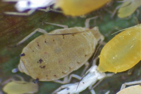 Alerta por ataques de pulgón amarillo en el norte argentino