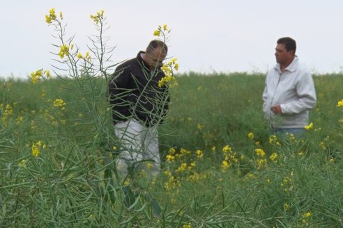 La colza recupera espacios en el calendario agrícola entrerriano