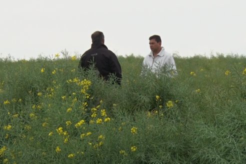 Con 250.000 hectáreas plantadas, el Uruguay lidera la producción de colza en el sur del continente