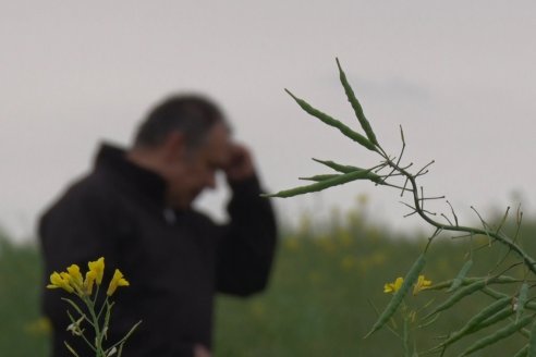 Gustavo Bearzi - COOPAR Victoria - La colza recupera espacios en el calendario agrícola entrerriano