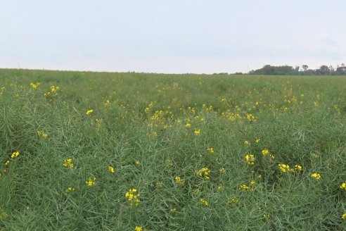 Gustavo Bearzi - COOPAR Victoria - La colza recupera espacios en el calendario agrícola entrerriano