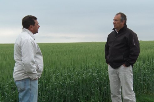 Gustavo Bearzi - COOPAR Victoria - La colza recupera espacios en el calendario agrícola entrerriano