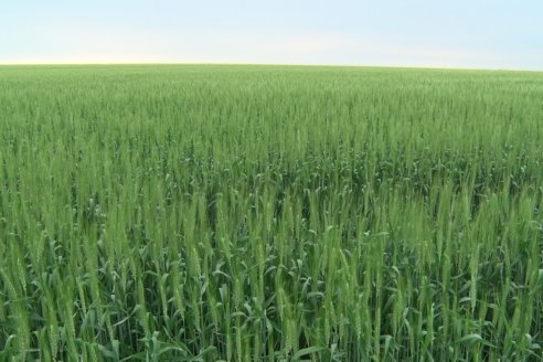 Gustavo Bearzi - COOPAR Victoria - La colza recupera espacios en el calendario agrícola entrerriano