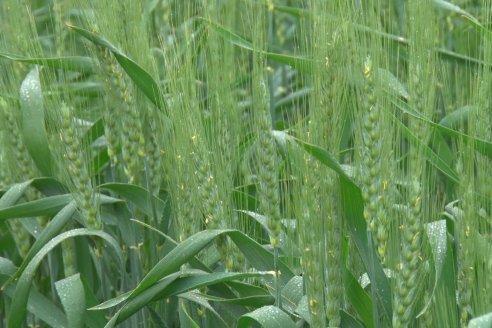 Gustavo Bearzi - COOPAR Victoria - La colza recupera espacios en el calendario agrícola entrerriano