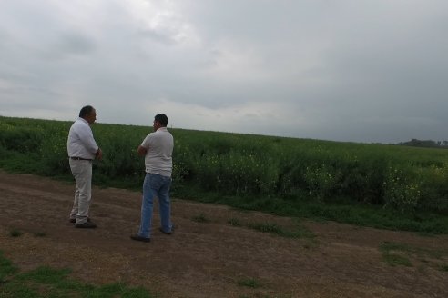 Gustavo Bearzi - COOPAR Victoria - La colza recupera espacios en el calendario agrícola entrerriano