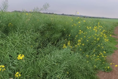 Gustavo Bearzi - COOPAR Victoria - La colza recupera espacios en el calendario agrícola entrerriano