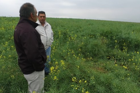 Gustavo Bearzi - COOPAR Victoria - La colza recupera espacios en el calendario agrícola entrerriano