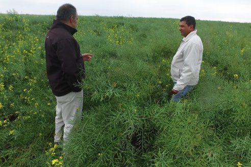 Gustavo Bearzi - COOPAR Victoria - La colza recupera espacios en el calendario agrícola entrerriano