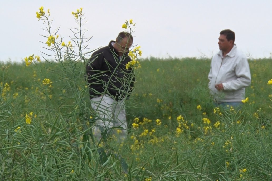 No llegan a 10.000 las hectáreas plantadas con la colza modelo 2022.