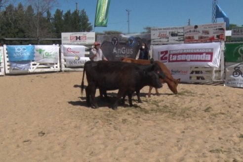 Remate de la 6ta Prueba Pastoril Angus del Litoral - Sociedad Rural de Hasenkamp - Entre Ríos