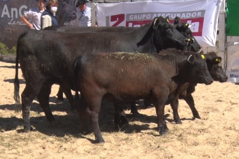 Remate de la 6ta Prueba Pastoril Angus del Litoral - Sociedad Rural de Hasenkamp - Entre Ríos