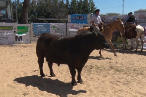 Remate de la 6ta Prueba Pastoril Angus del Litoral - Sociedad Rural de Hasenkamp - Entre Ríos