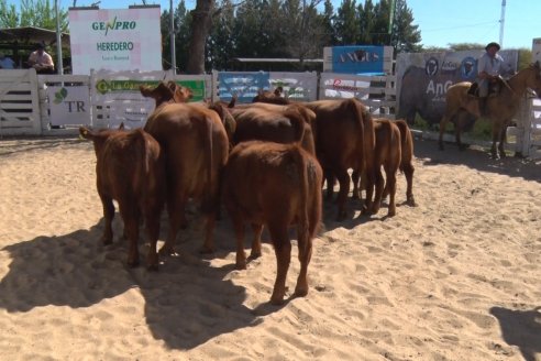 Remate de la 6ta Prueba Pastoril Angus del Litoral - Sociedad Rural de Hasenkamp - Entre Ríos