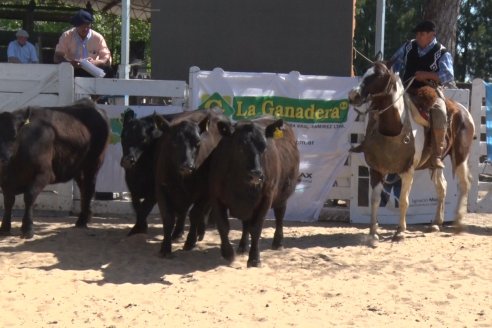 Remate de la 6ta Prueba Pastoril Angus del Litoral - Sociedad Rural de Hasenkamp - Entre Ríos